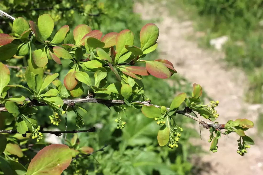 Стебель барбариса. Барбарис цельнокрайний ( Berberis integerrima). Барбарис зеленый обыкновенный. Барбарис обыкновенный листья. Барбарис обыкновенный побеги.