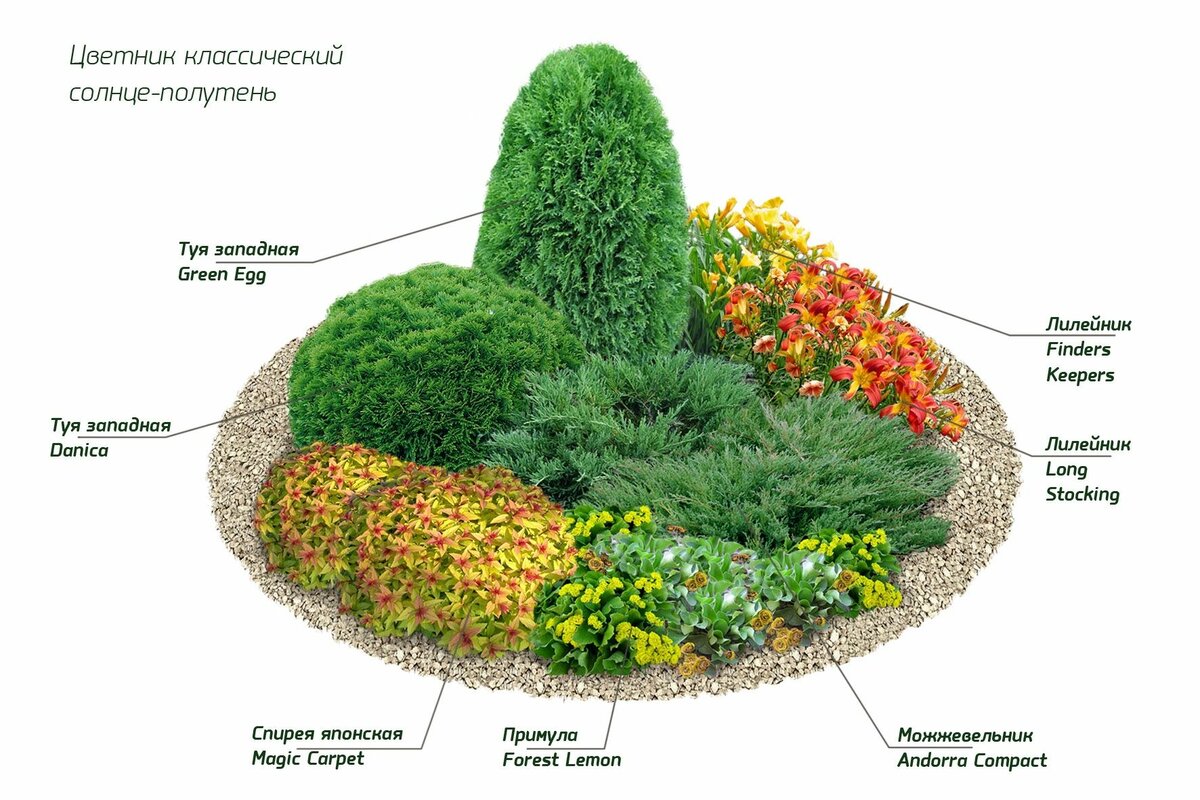 Клумба из хвойников: схема, лучшее соседство растений